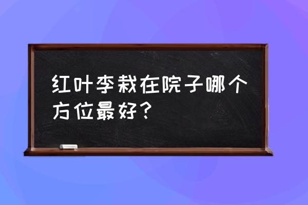 红叶李的分布图 红叶李栽在院子哪个方位最好？