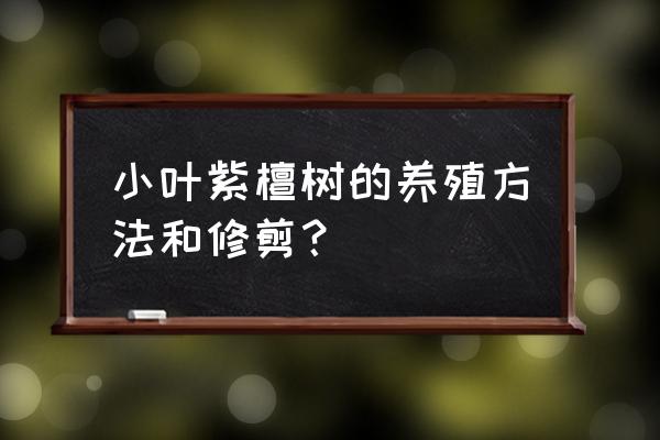 小叶紫檀的养殖方法和禁忌 小叶紫檀树的养殖方法和修剪？