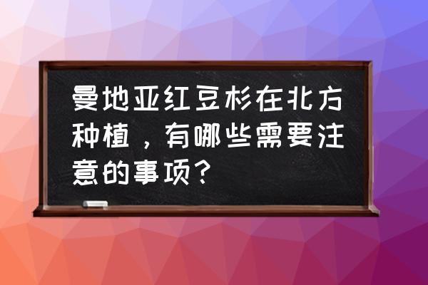 曼地亚红豆杉什么时间栽植最好 曼地亚红豆杉在北方种植，有哪些需要注意的事项？