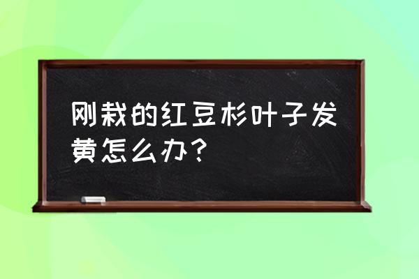 红豆杉冬天叶子变黄怎么回事 刚栽的红豆杉叶子发黄怎么办？