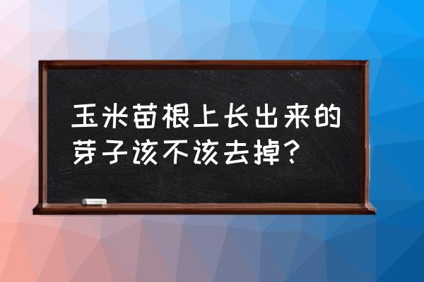 玉米根部长出来的芽怎么处理 玉米苗根上长出来的芽子该不该去掉？