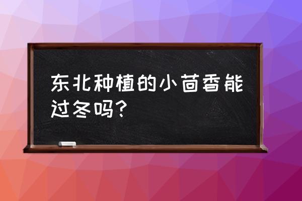 花盆种植小茴香怎么过冬 东北种植的小茴香能过冬吗？