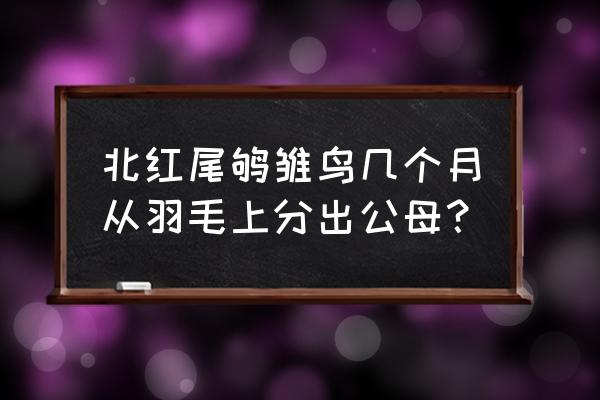 白羽王幼鸽分公母能百分百准确吗 北红尾鸲雏鸟几个月从羽毛上分出公母？