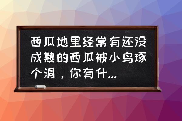 驱赶喜鹊用什么办法好 西瓜地里经常有还没成熟的西瓜被小鸟琢个洞，你有什么好的办法驱赶小鸟？