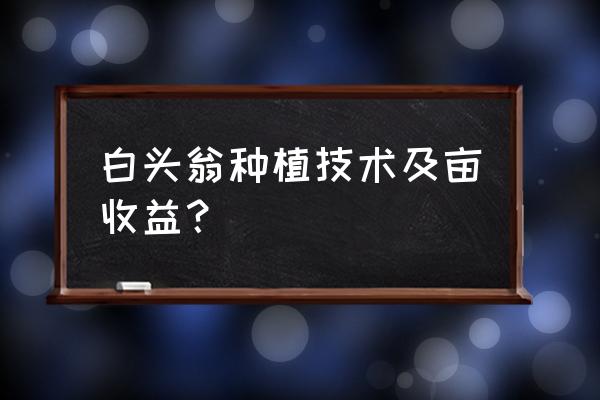 白头翁的种植技术和亩产效益 白头翁种植技术及亩收益？