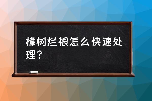 大香樟树打什么会枯死 樟树烂根怎么快速处理？