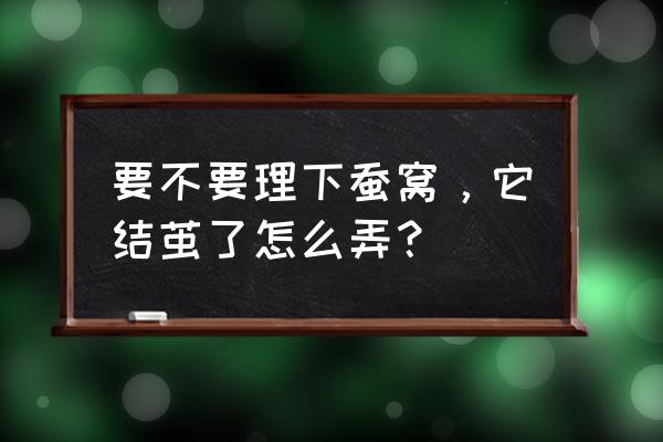 蚕宝宝结茧结到一半不结茧怎么办 要不要理下蚕窝，它结茧了怎么弄？