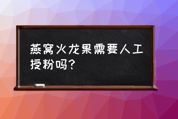 火龙果雌雄花怎么识别图 燕窝火龙果需要人工授粉吗？