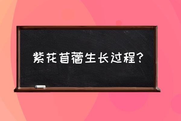 紫花苜蓿种子怎么种植 紫花苜蓿生长过程？