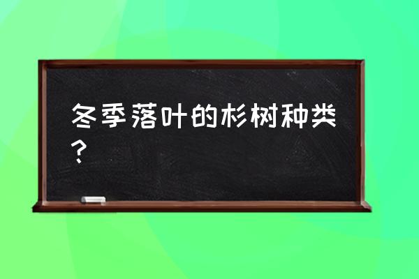 落羽杉能直接种吗 冬季落叶的杉树种类？